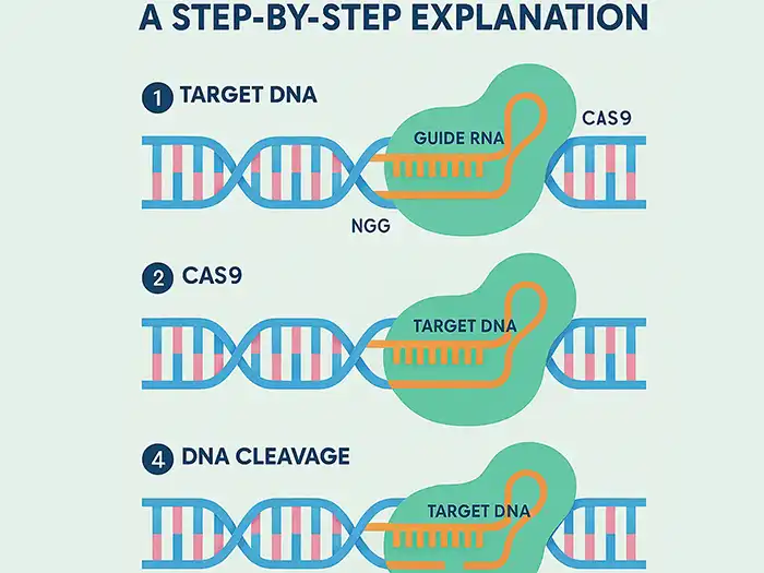 Hücrenin Temel Yapısı